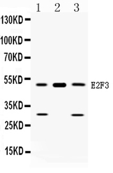 Anti-E2F3 Antibody