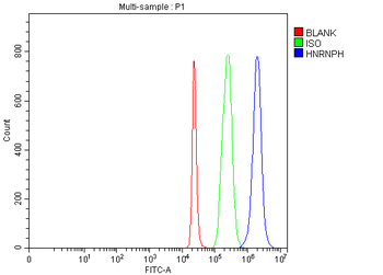 Anti-HnRNP H/HNRNPH1 Antibody
