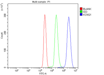 Anti-KCNQ1 Antibody