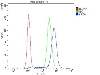 Anti-Cytokeratin 14/KRT14 Antibody