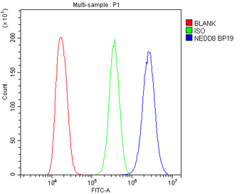 Anti-NEDD8 Antibody