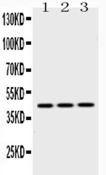 EBP1/PA2G4 Antibody