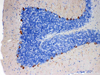 Anti-EBP1/PA2G4 Antibody
