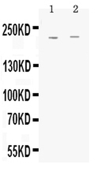 Anti-MRP1/ABCC1 Antibody