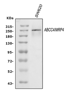MRP4/ABCC4 Antibody