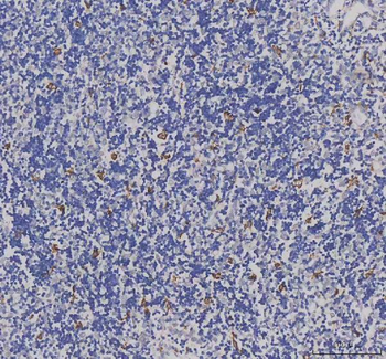 Anti-Iba1/AIF1 Antibody