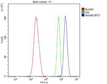 Anti-Annexin VIII/ANXA8 Antibody
