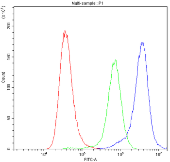 Anti-Bax Antibody