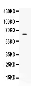 Anti-CKAP4 Antibody