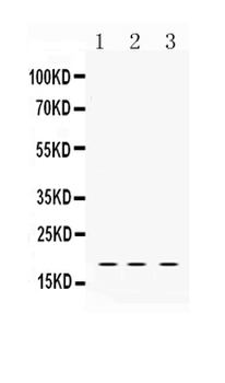 Anti-LMO1 Antibody
