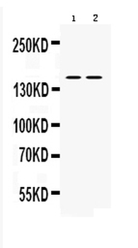 Anti-nNOS (neuronal)/NOS1 Antibody