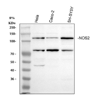 Anti-iNOS/NOS2 Antibody