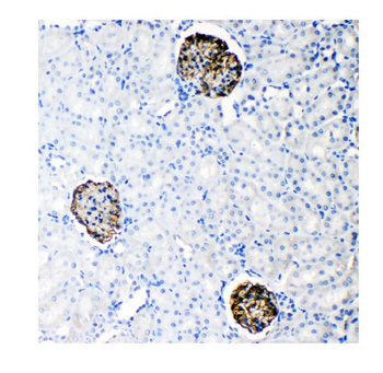 Anti-Nephrin/NPHS1 Antibody