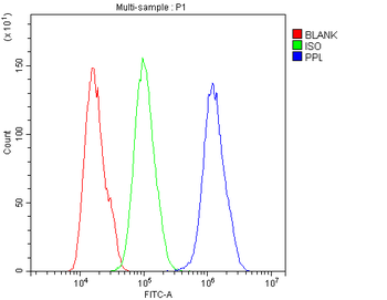 Anti-Periplakin/PPL Antibody