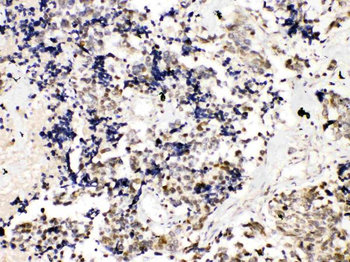 Anti-TRF2/TERF2 Antibody