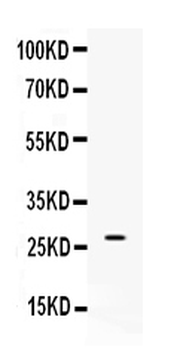 Anti-VEGF/Vegfa Antibody