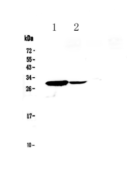 Anti-IL17C Antibody