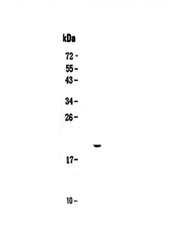 Anti-IL17C Antibody