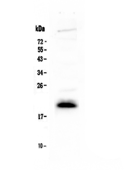 IL4 Antibody