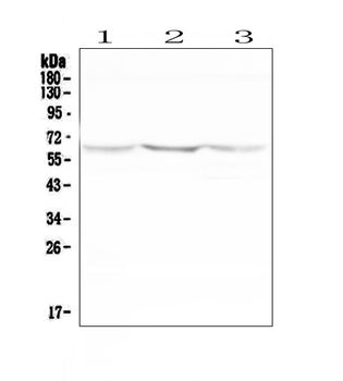 Anti-NOX2/gp91phox/CYBB Antibody