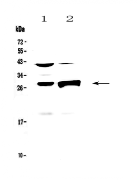 Anti-Granzyme B/Gzmb Antibody