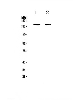 CD11c/ITGAX Antibody