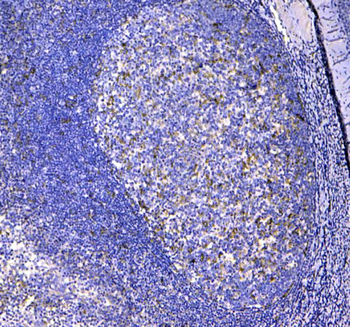 Anti-CD11c/ITGAX Antibody