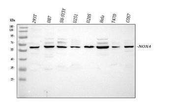 NADPH oxidase 4/NOX4 Antibody