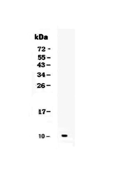 GRO alpha/Cxcl1 Antibody