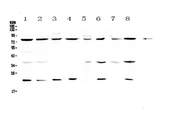 MRE11/MRE11 Antibody