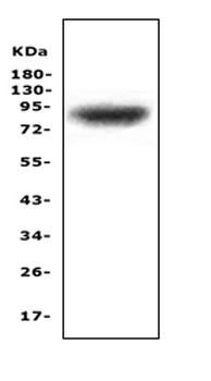 Anti-MAP3K20 Antibody