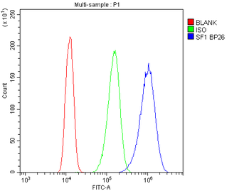 Anti-splicing factor 1/SF1 Antibody