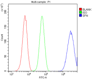 Anti-14-3-3 sigma/SFN Antibody