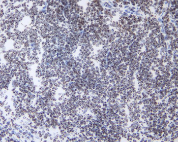 Anti-HP1 gamma/CBX3 Antibody