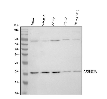 Anti-PHO1/APOBEC3A Antibody
