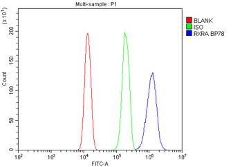 Anti-Retinoid X Receptor alpha/RXRA Antibody