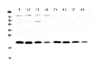 BNIP3 Antibody