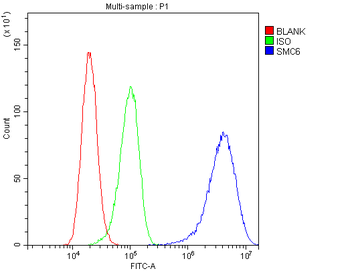 Anti-SMC6L1 Antibody