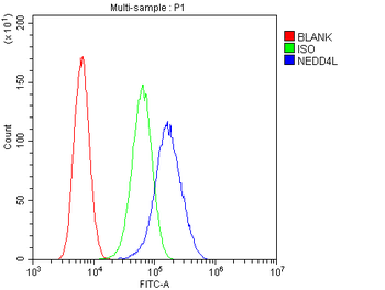 Anti-NEDD4-2/NEDD4L Antibody