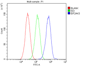 Anti-PERK/EIF2AK3 Antibody