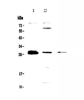 TWEAK/TNFSF12 Antibody