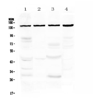 Anti-TRPC4 Antibody