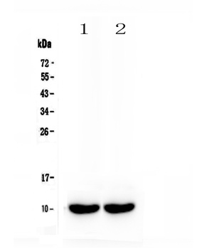 Uteroglobin/Scgb1a1 Antibody
