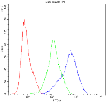Anti-Dynamin 1/DNM1 Antibody