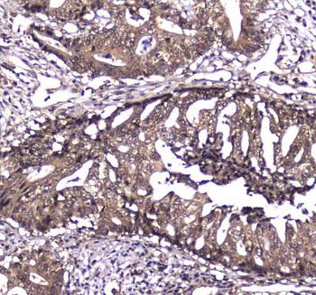 Anti-Caspase 4/CASP4 Antibody