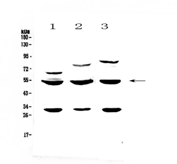 Anti-GSK3 alpha/GSK3A Antibody