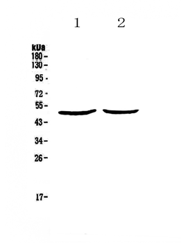 Anti-PLAU Antibody