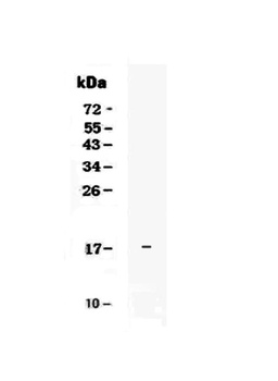 IL17E/IL25 Antibody