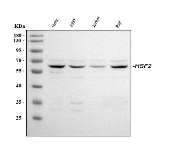 HSF2 Antibody