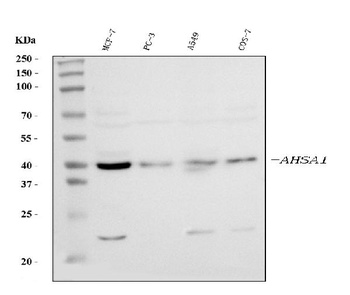 AHA1/AHSA1 Antibody